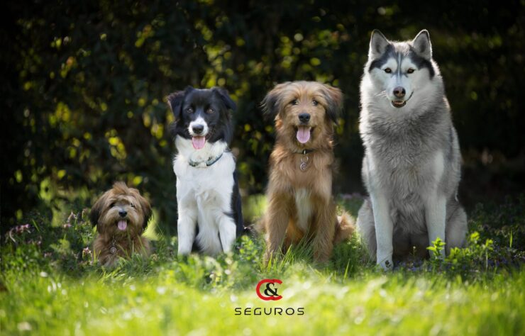 dogs-4189517